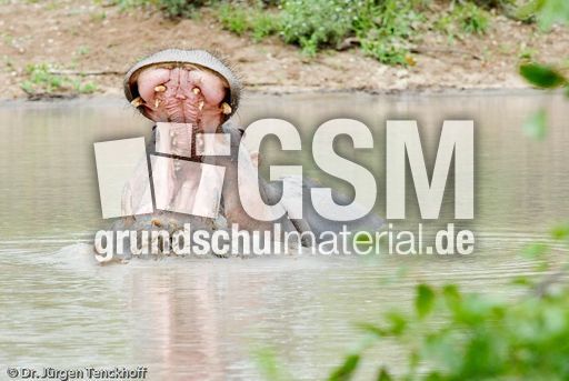 Flusspferd (97 von 104).jpg